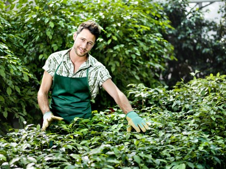 A young male gardener in a green apron and checked shirt is working in a lush, well-maintained garden. He is smiling and using gardening gloves as he tends to dense, neatly trimmed hedge plants with dark green foliage. The background features a variety of other shrubs and trees, creating a vibrant outdoor space typical of residential gardens in Norbiton. The garden has a combination of lush lawn grass, with patches of soil visible near the plants, and natural elements blended with some paved or stone pathways partially visible at the edges. Bright natural sunlight illuminates the scene, suggesting a clear day, and the overall environment appears tidy and professionally maintained, reflecting the outdoor services offered by Gardening Services Norbiton for garden planting, hedge trimming, and lawn care.